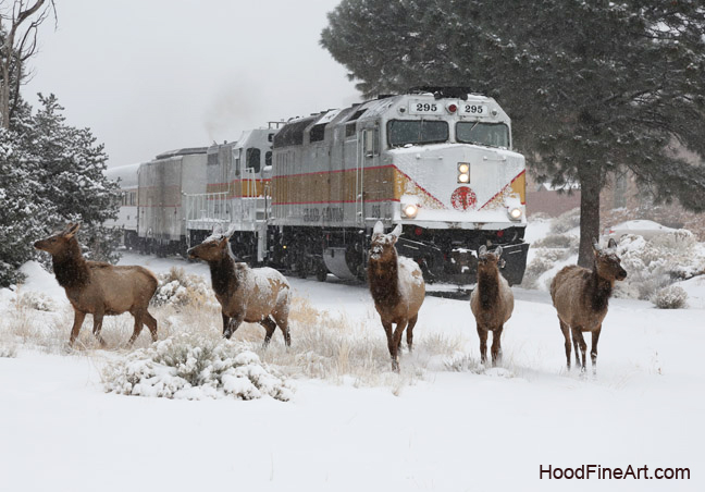 wapiti fleeing train
