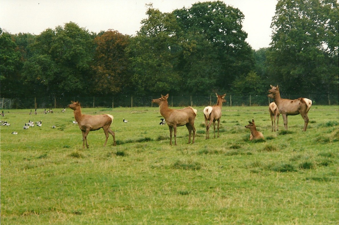 Wapiti herd, 14th October 2000