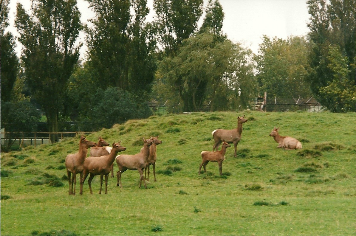 Wapiti herd, 14th October 2000