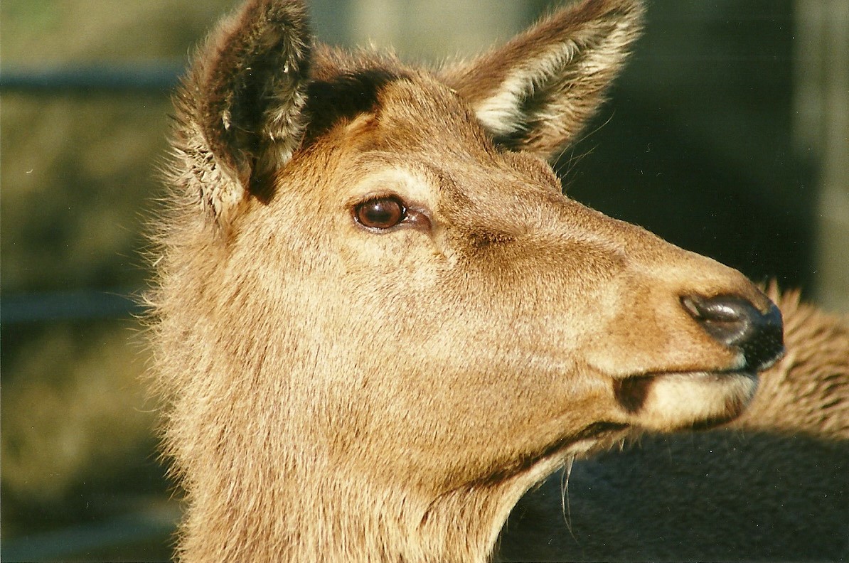 Wapiti hind 12th February 2000