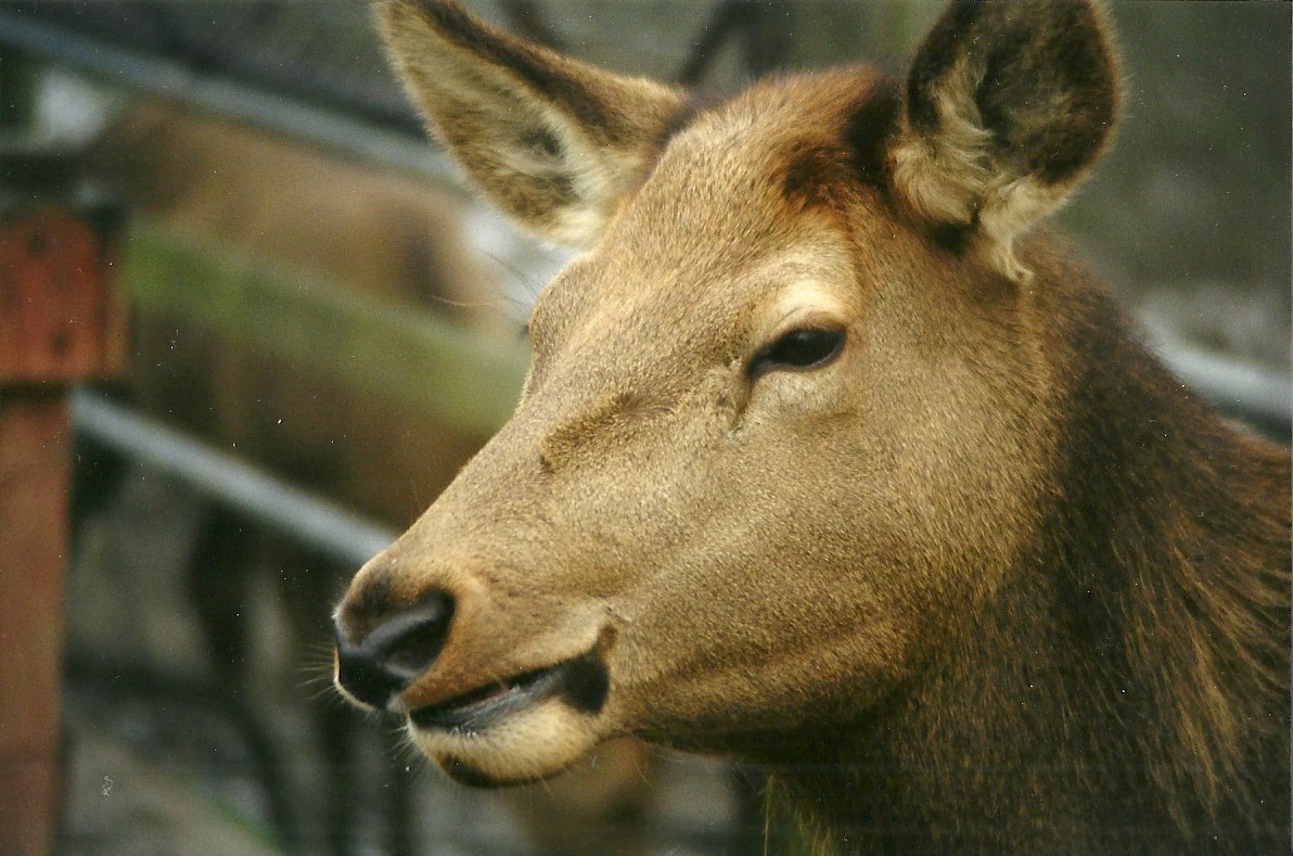 Wapiti hind 29th December 1998