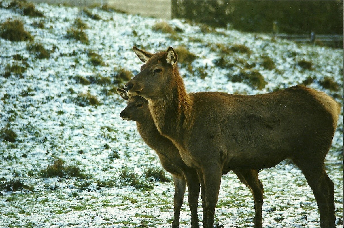 Wapiti hind and youngster 5th December 1998