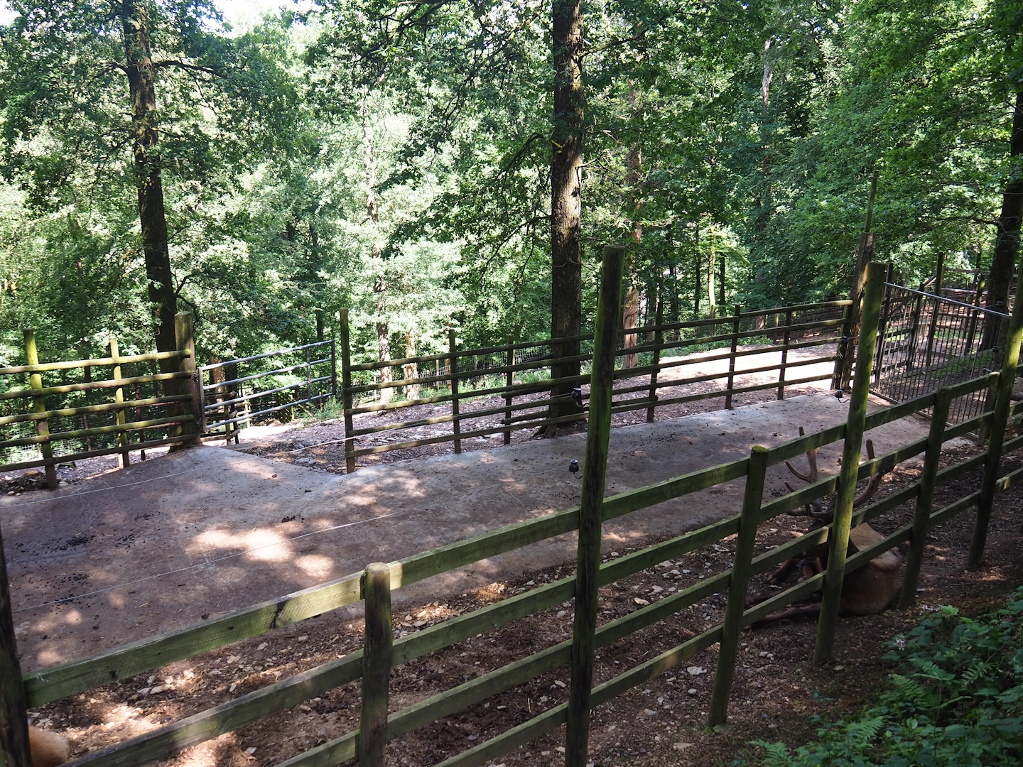 Wapiti holding paddock, 2023-06-24