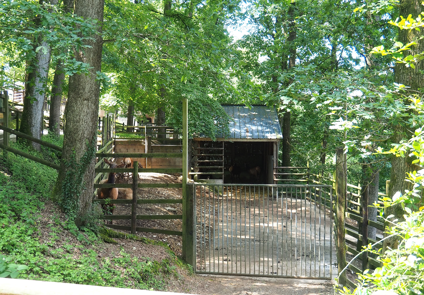 Wapiti holding paddock, 2023-06-24