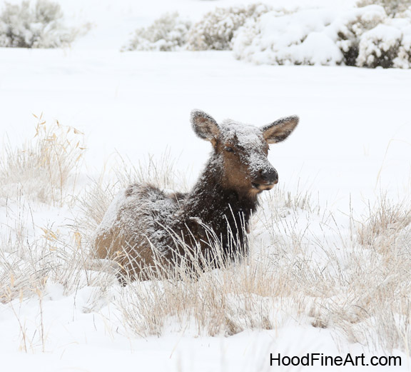 wapiti in snow