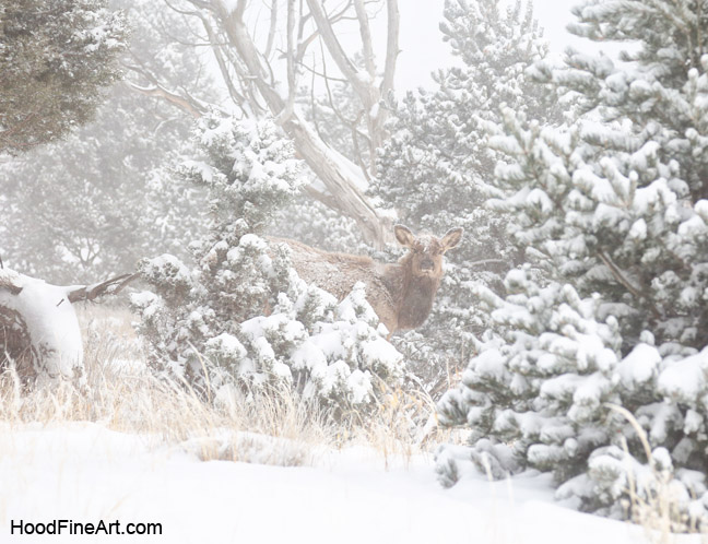 wapiti in snowstorm
