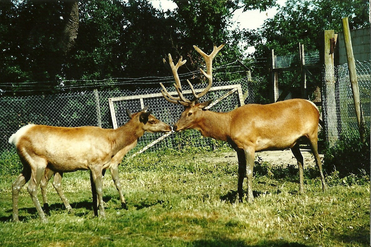 Wapiti meeting 19th July 1997