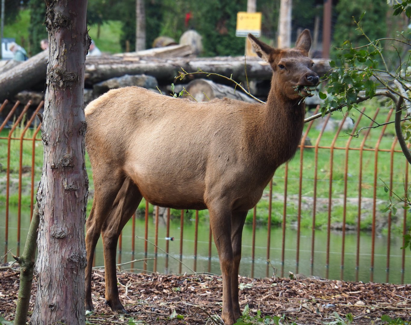 Wapiti (Non-subspecies specific Cervus canadensis) feeding on browse, 2019-10-04