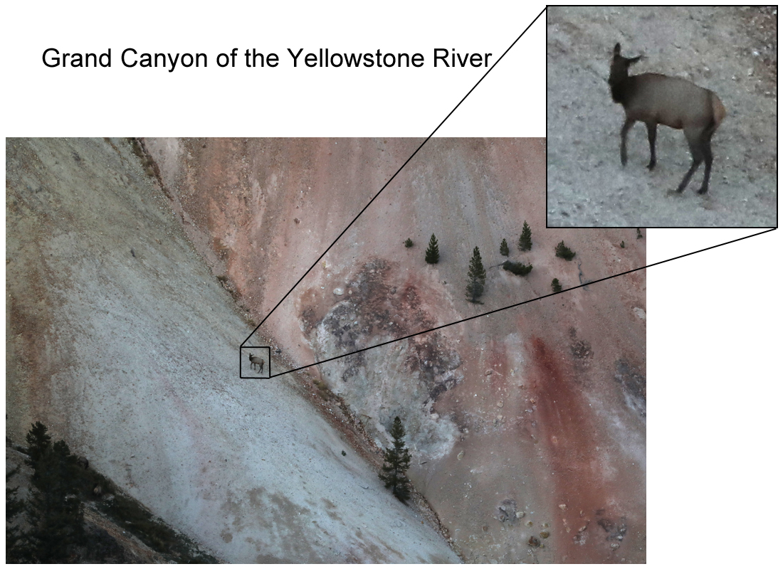 wapiti on side of cliff