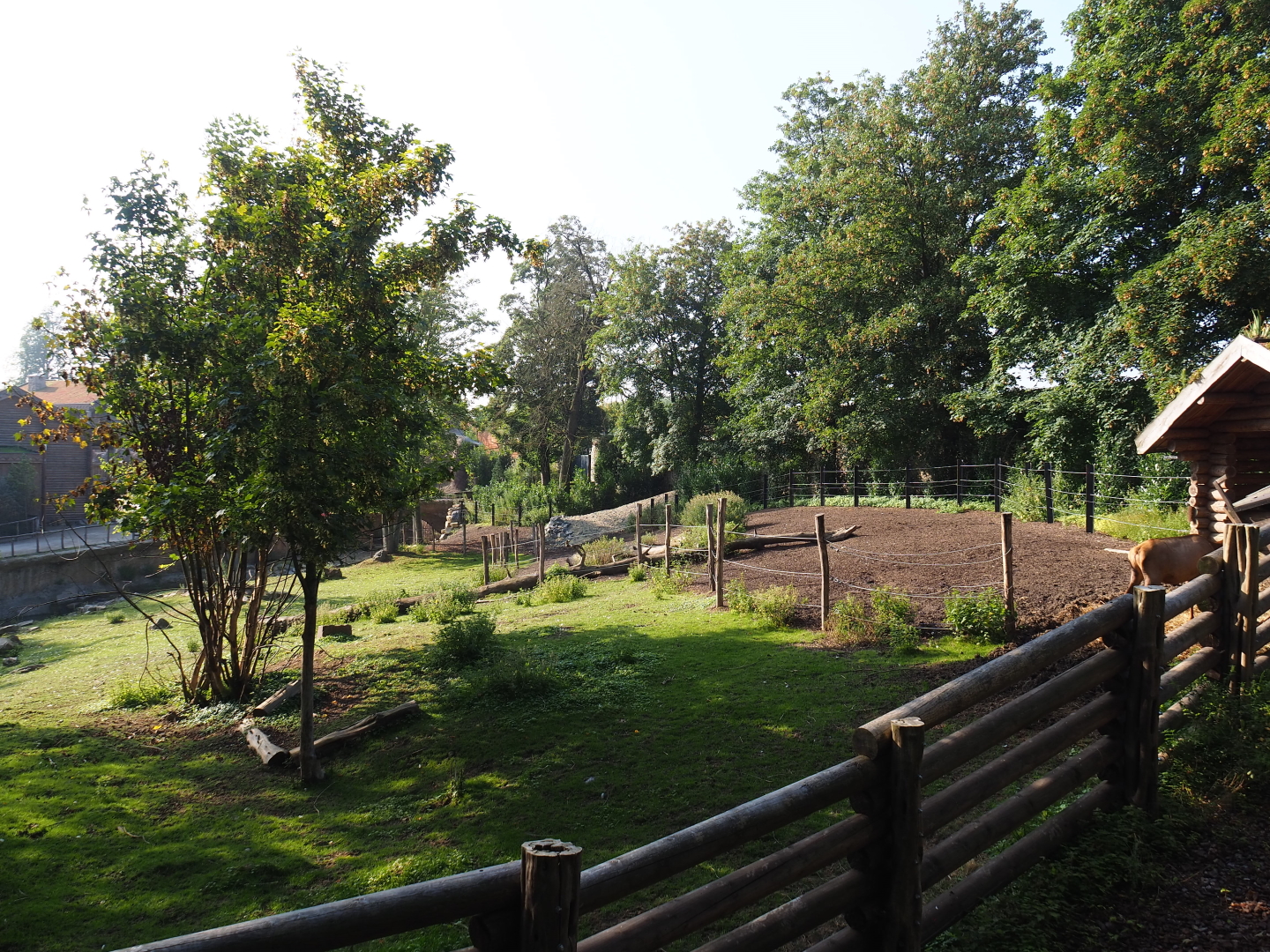 Wapiti paddock, 2021-09-02