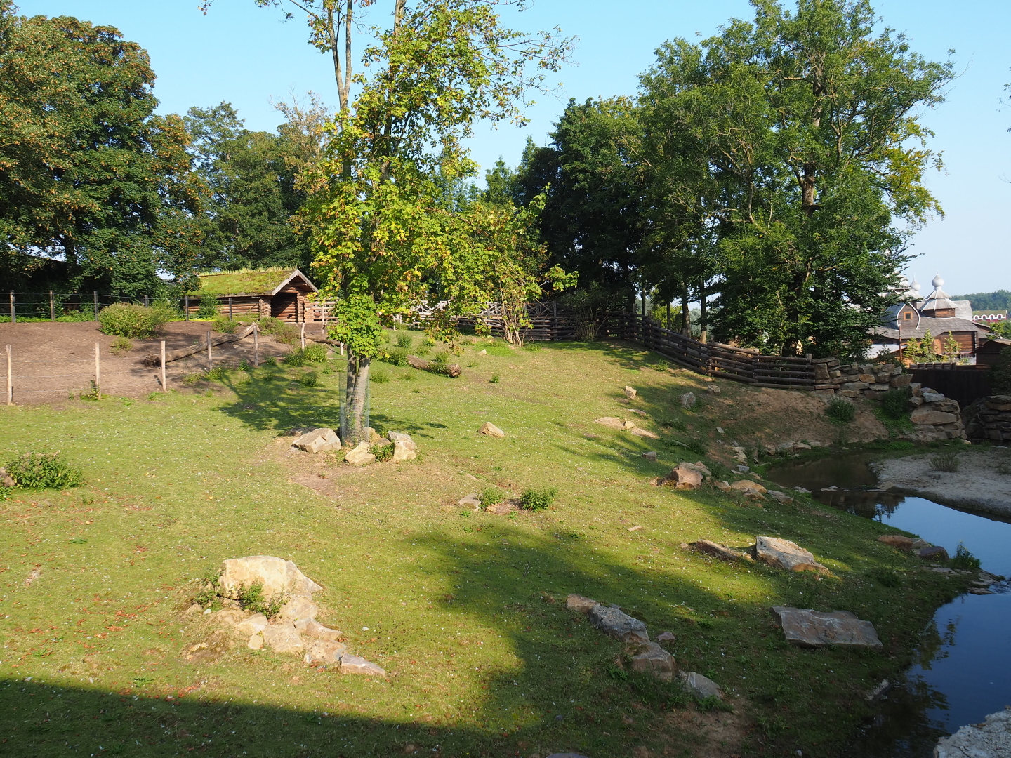 Wapiti paddock, 2021-09-02