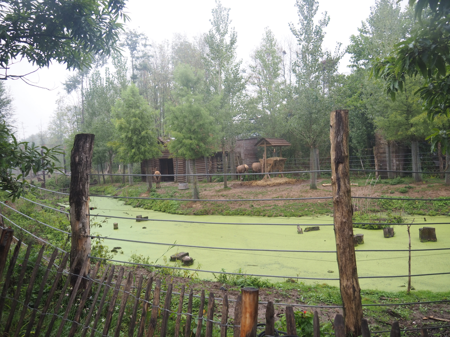 Wapiti paddock, 2022-09-14