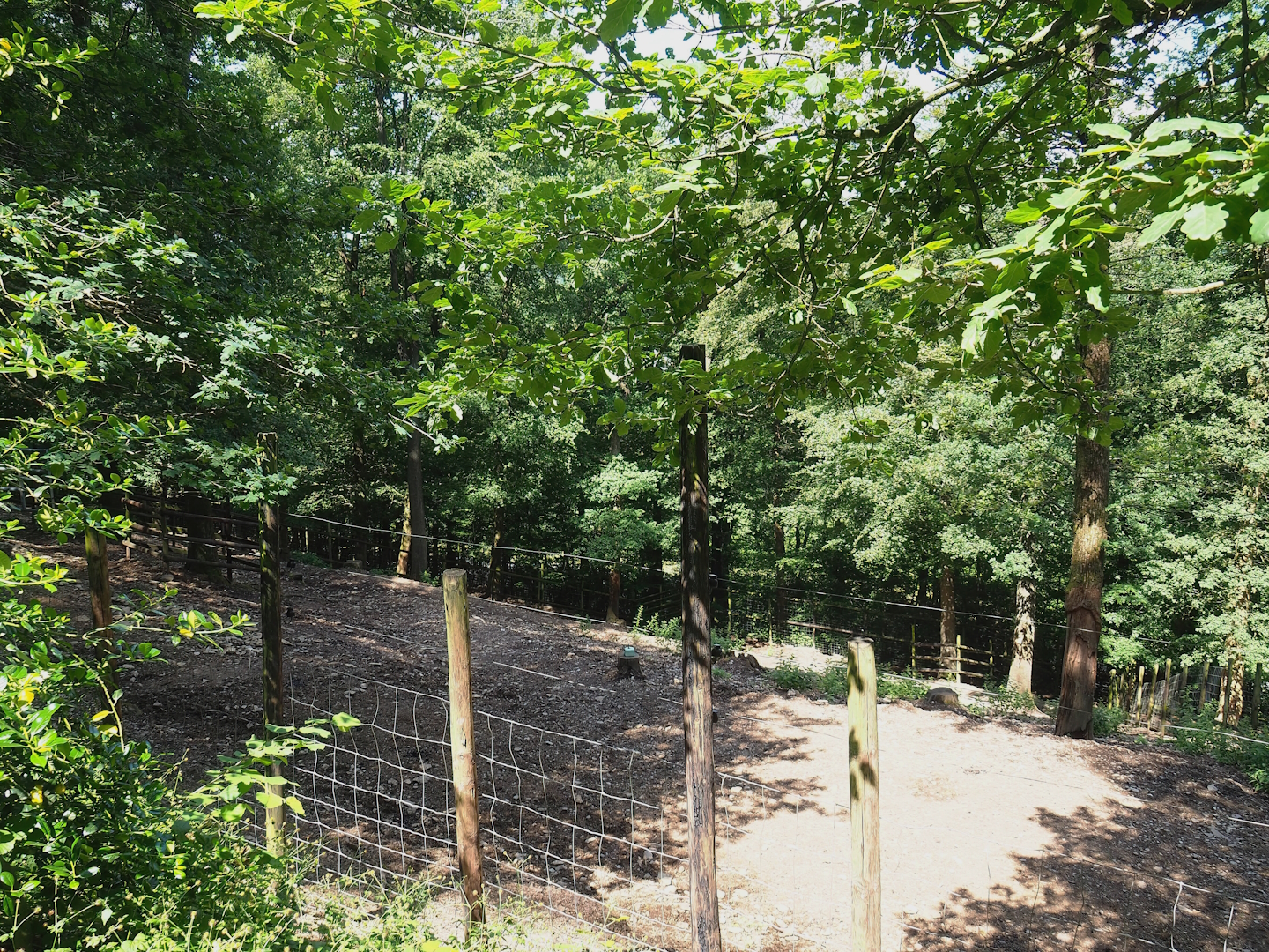 Wapiti paddock, 2023-06-24