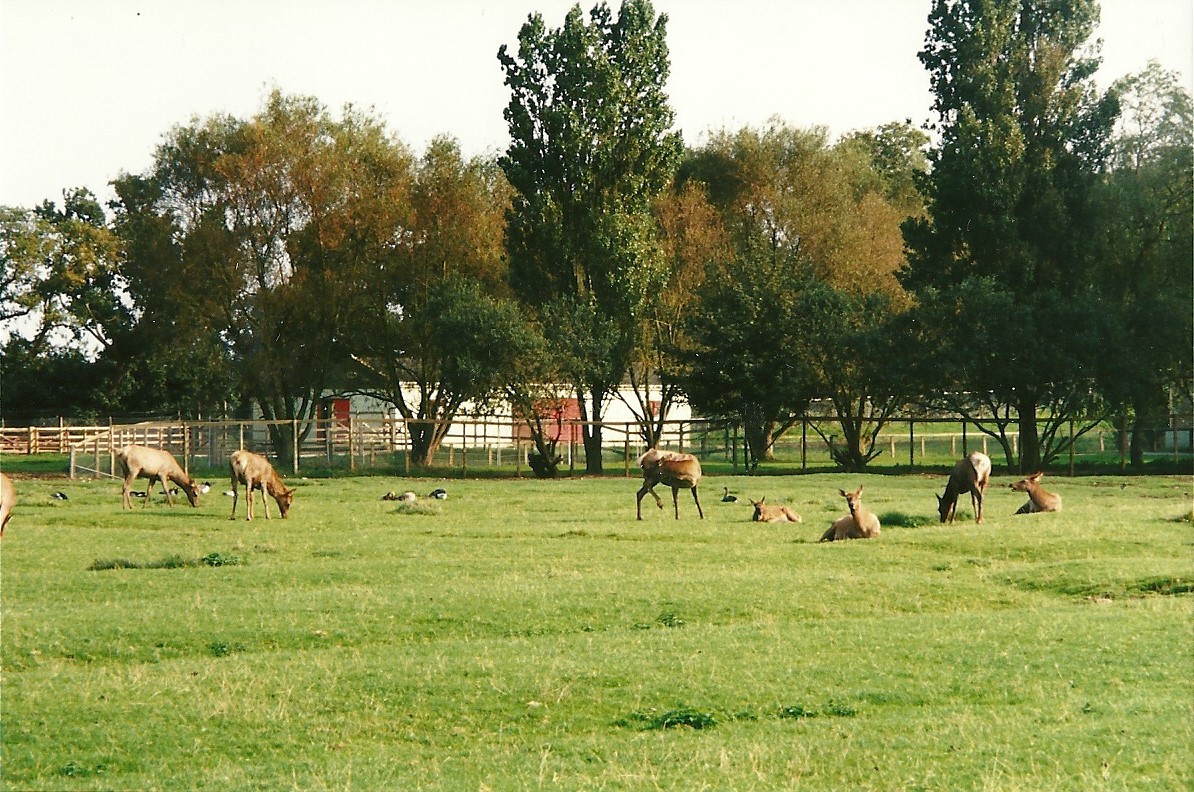 Wapiti paddock, 23rd September 2000