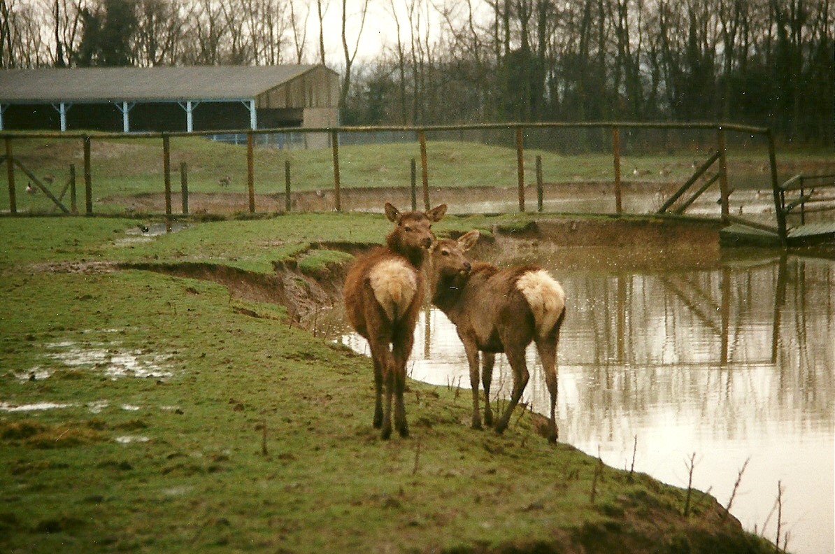 Wapiti paddock 6th March 1999