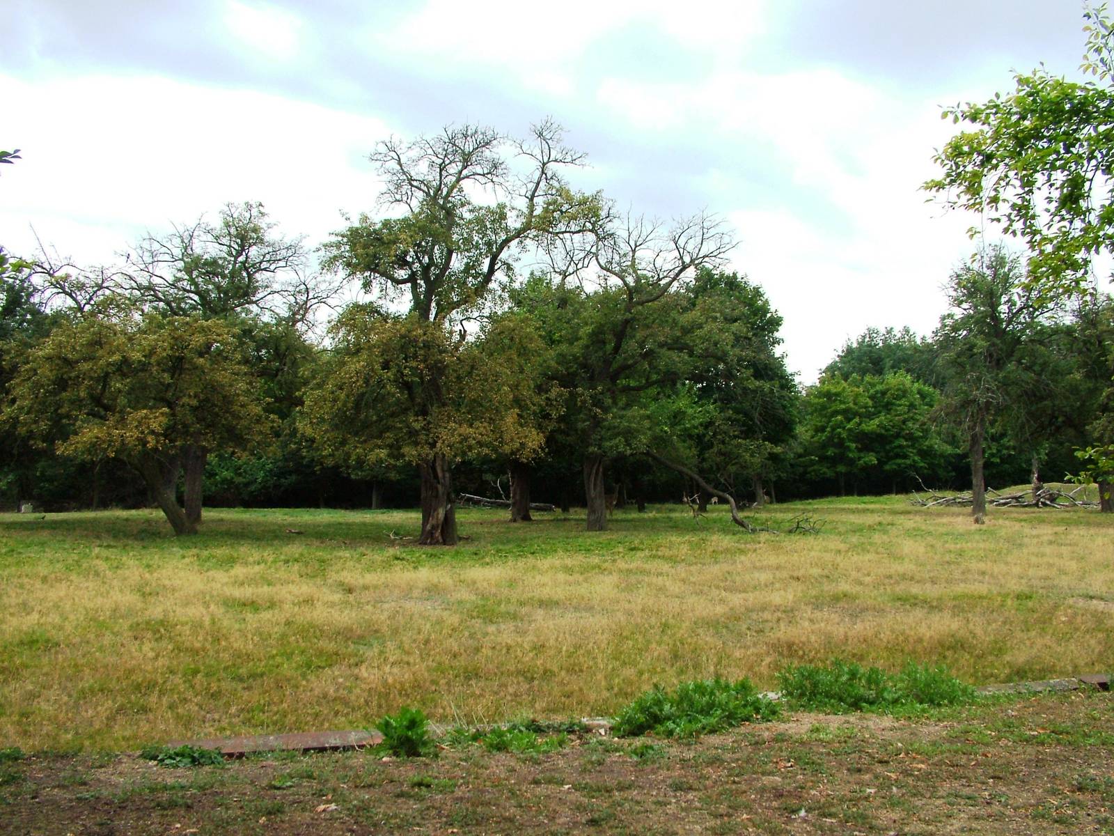 Wapiti Paddock at Chomutov, 30/08/12