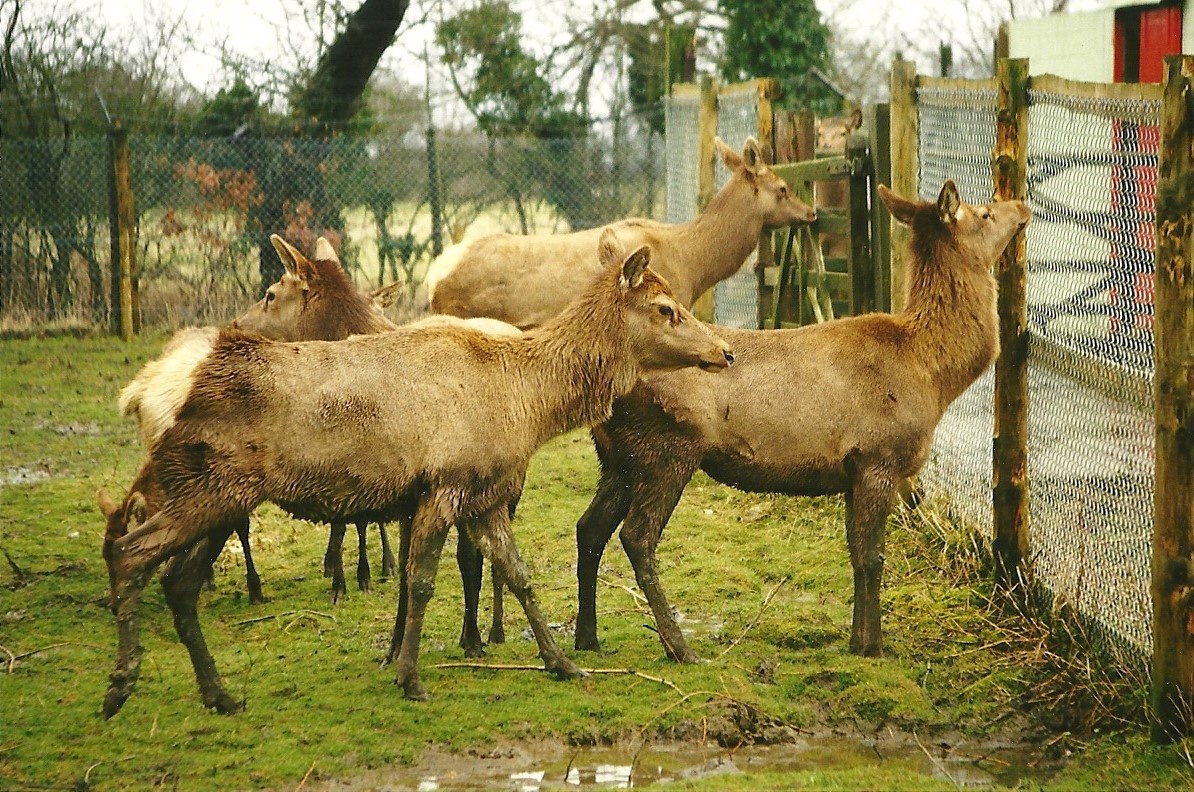 Wapiti paddock perimeter 6th March 1999