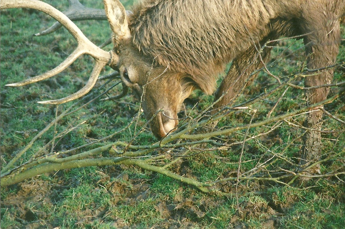 Wapiti stag 12th February 2000
