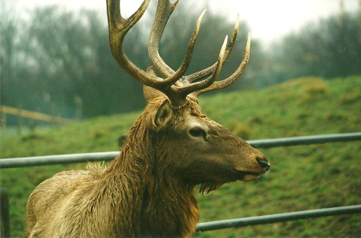 Wapiti stag 30th December 1999