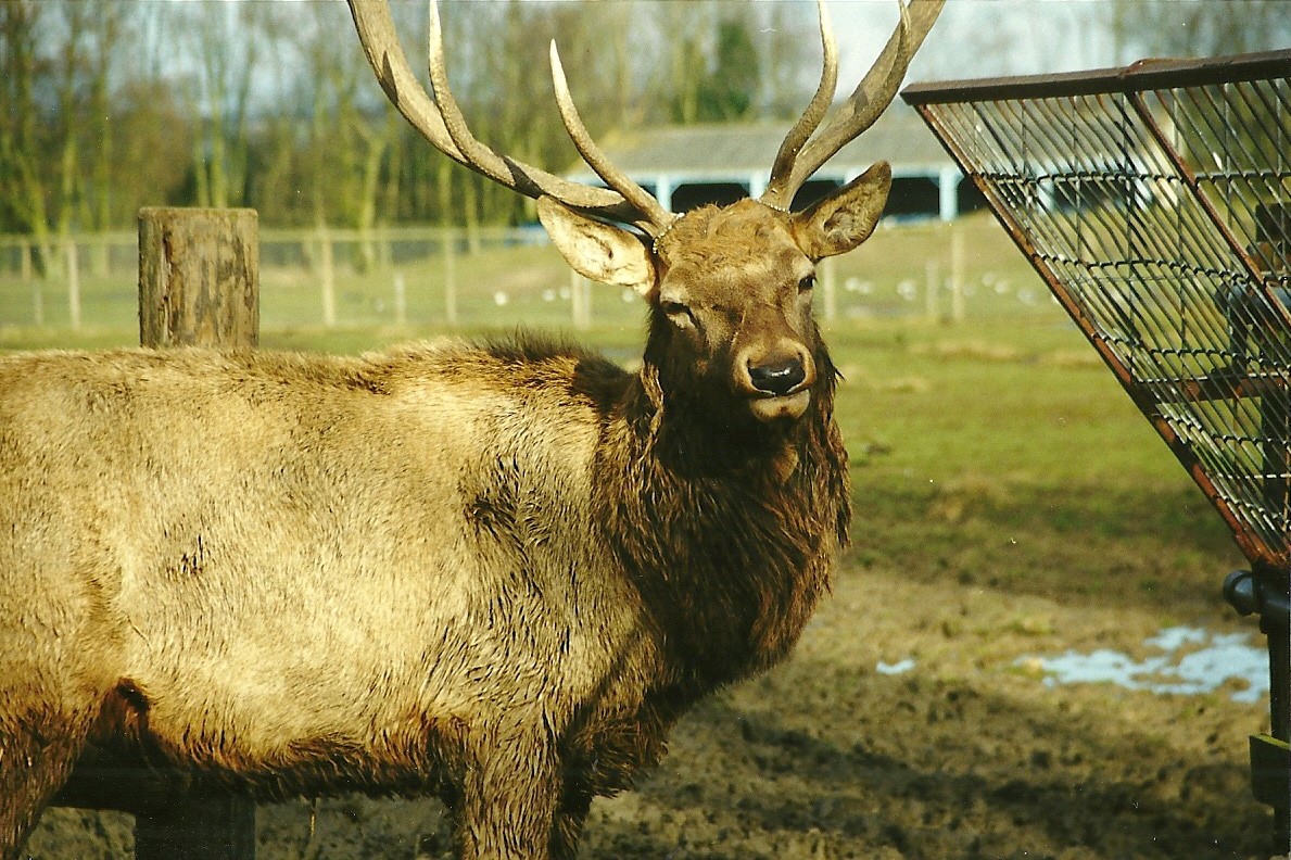 Wapiti stag 6th February 1999