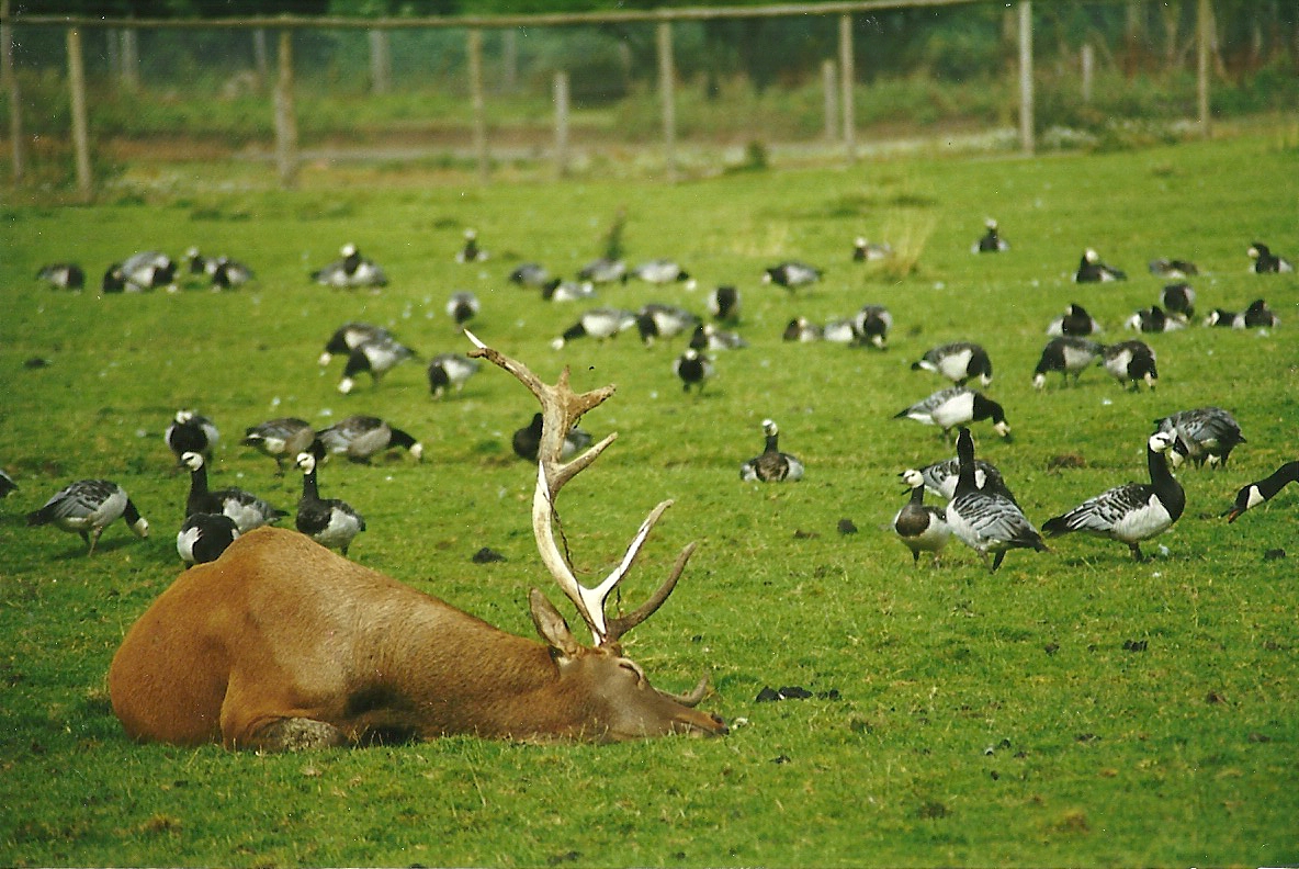 Wapiti stag and Barnacle Geese 14th August 1999
