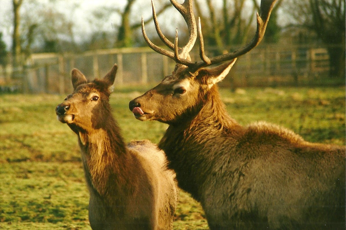 Wapiti stag and hind 8th January 2000