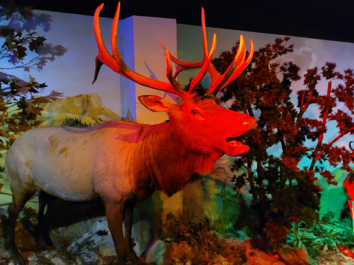 Wapiti taxidermy -Parc Animalier des Pyrénées (2023)
