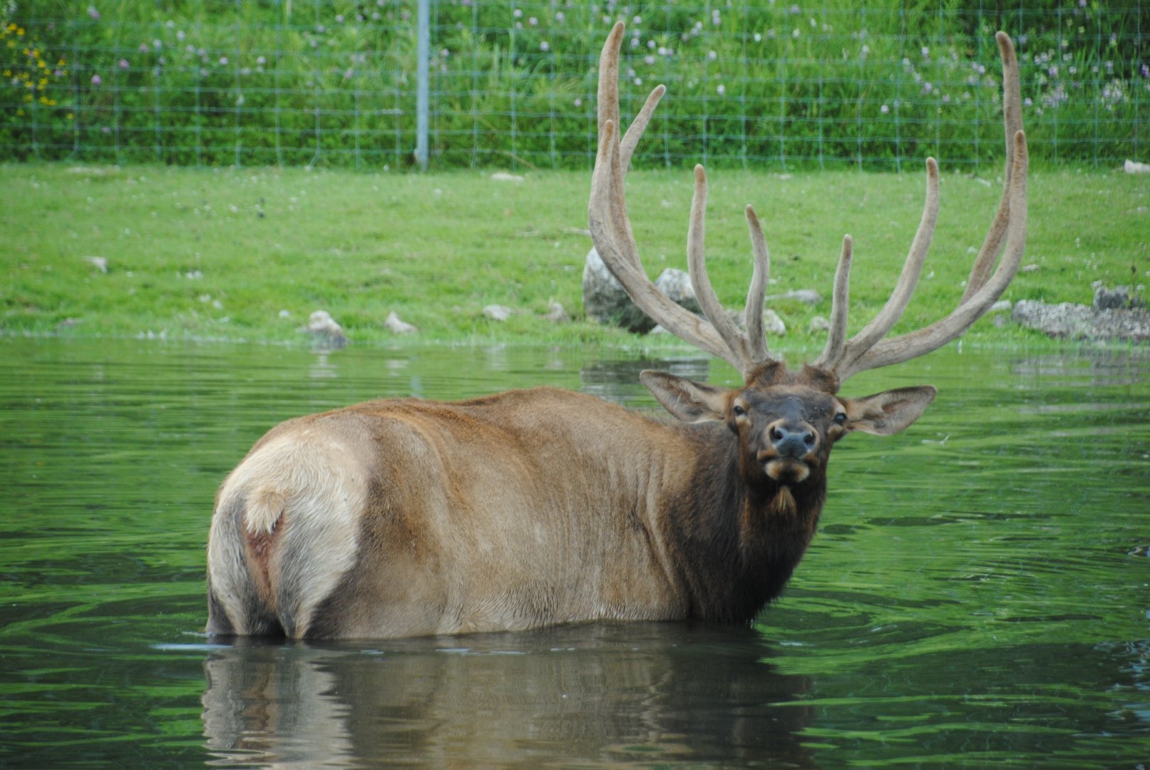 Wapiti (The Americas reserve)