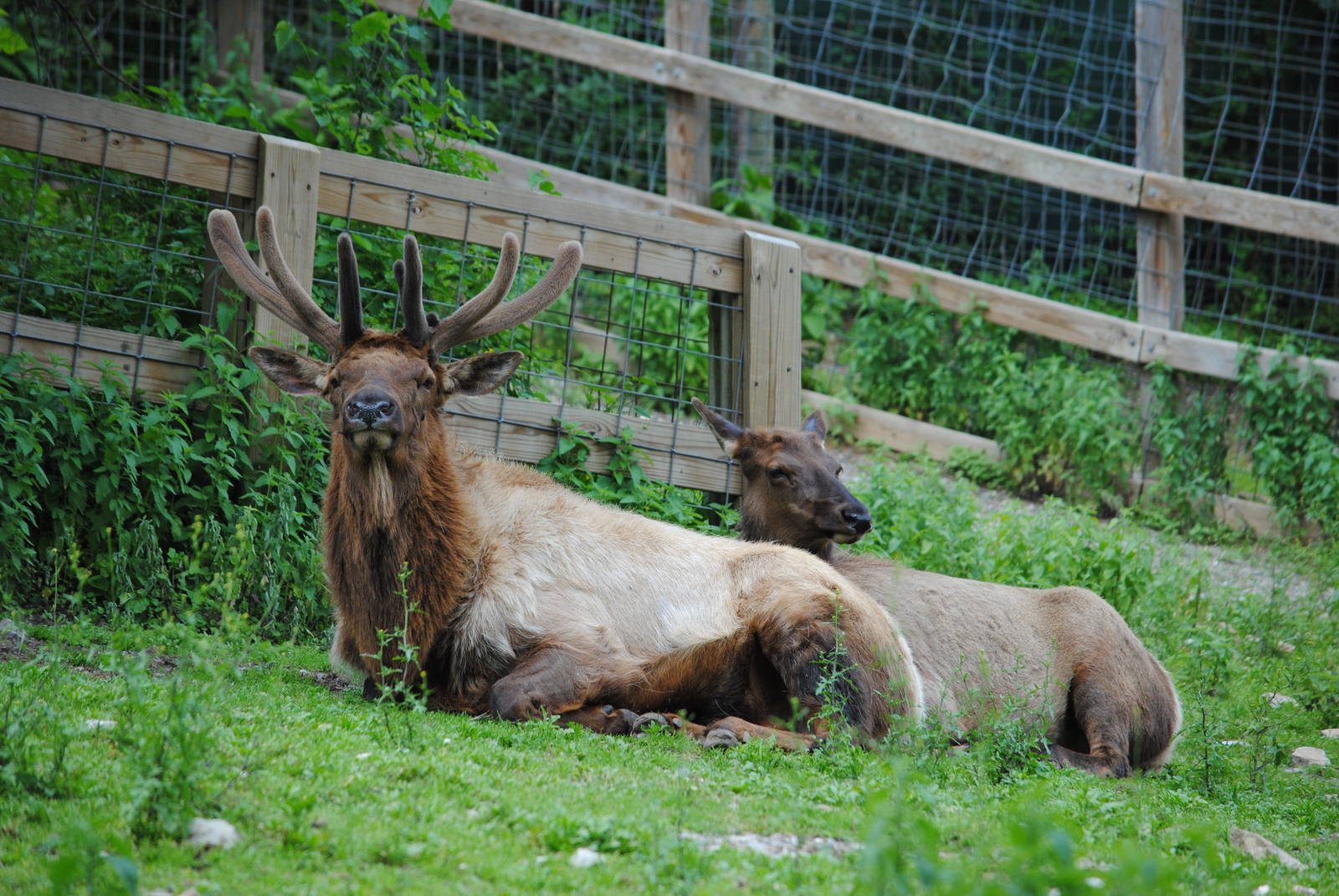 Wapiti