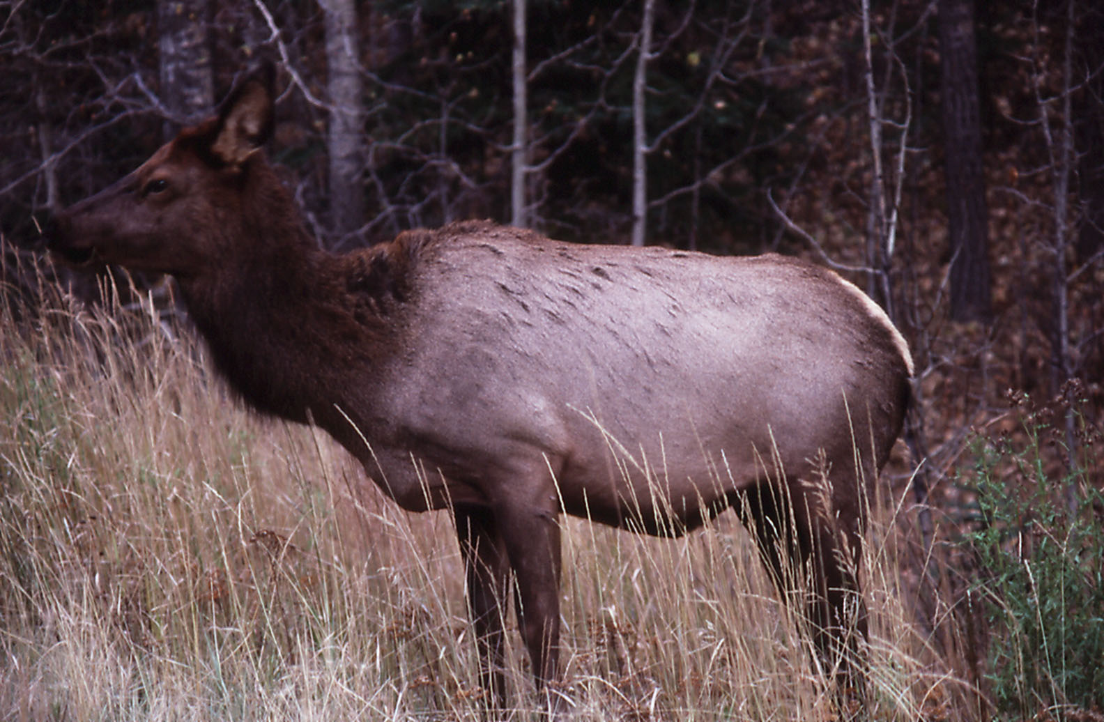 Wapiti
