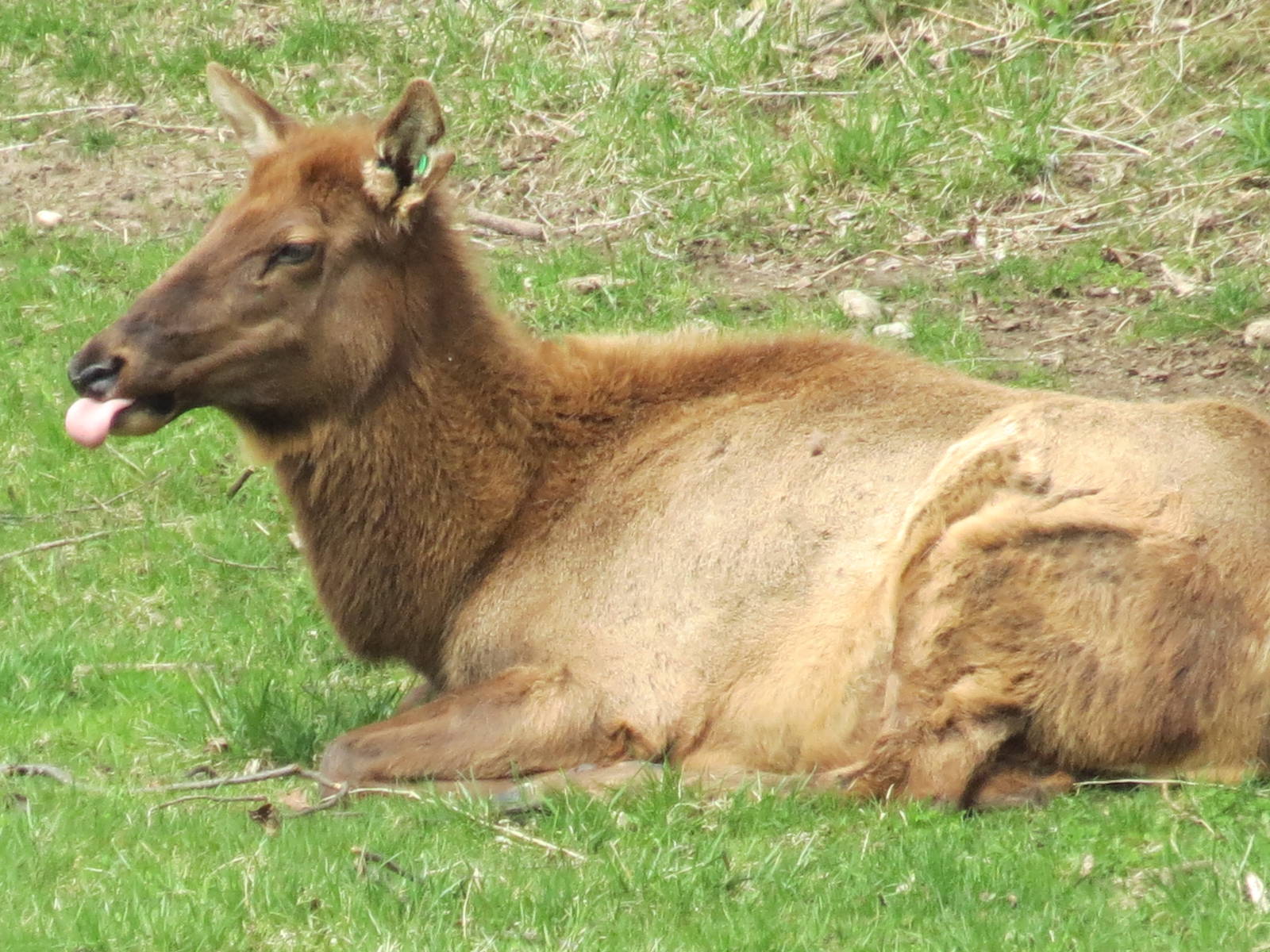 Wapiti