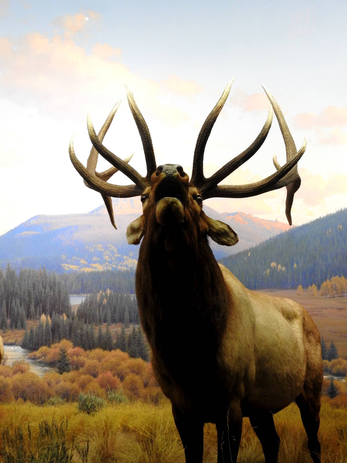 Wapiti