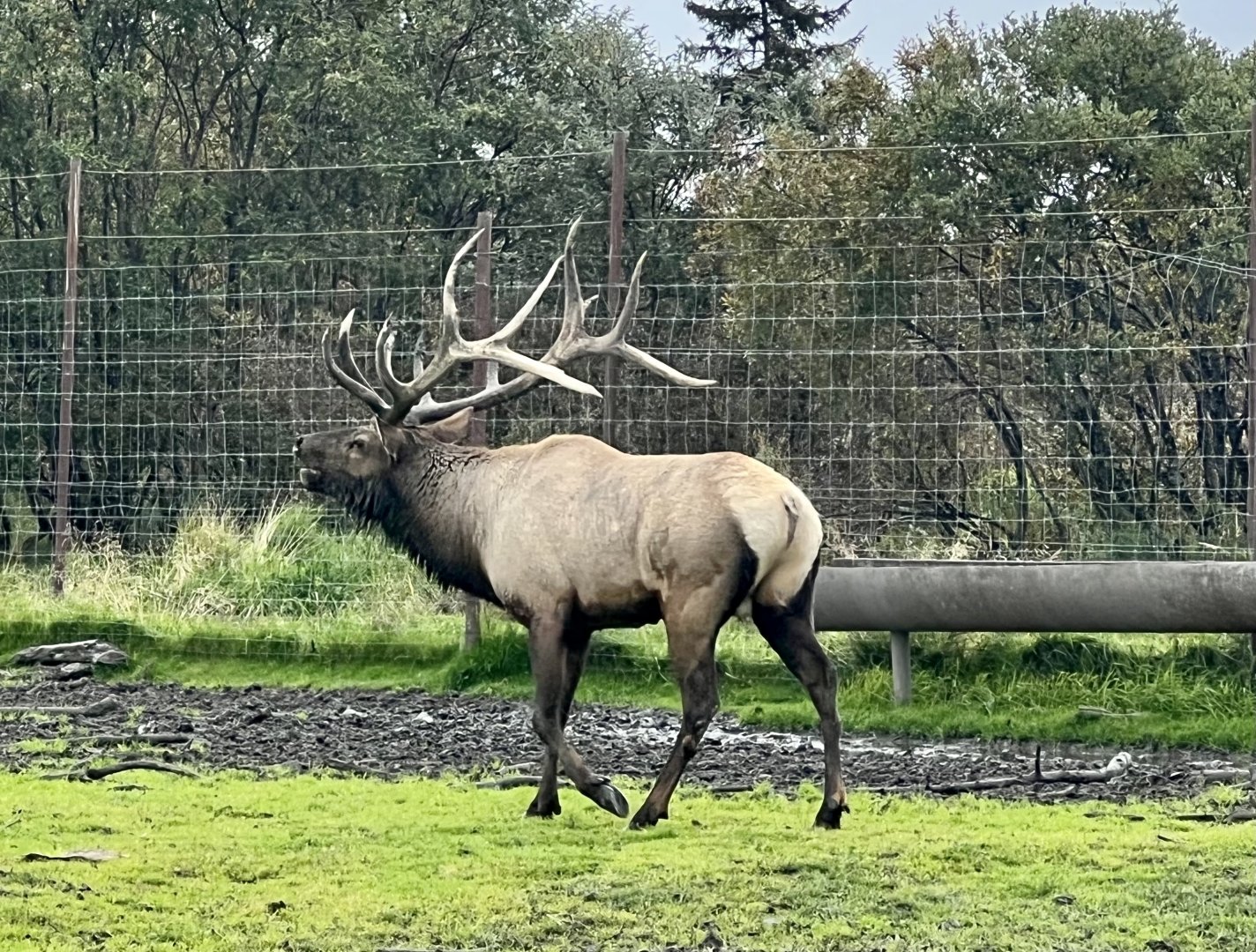 Wapiti