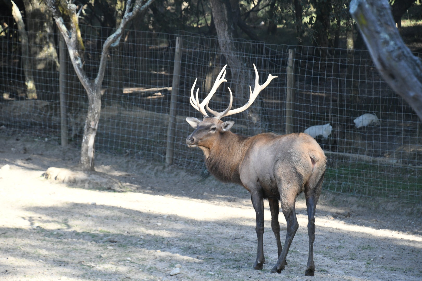 Wapiti