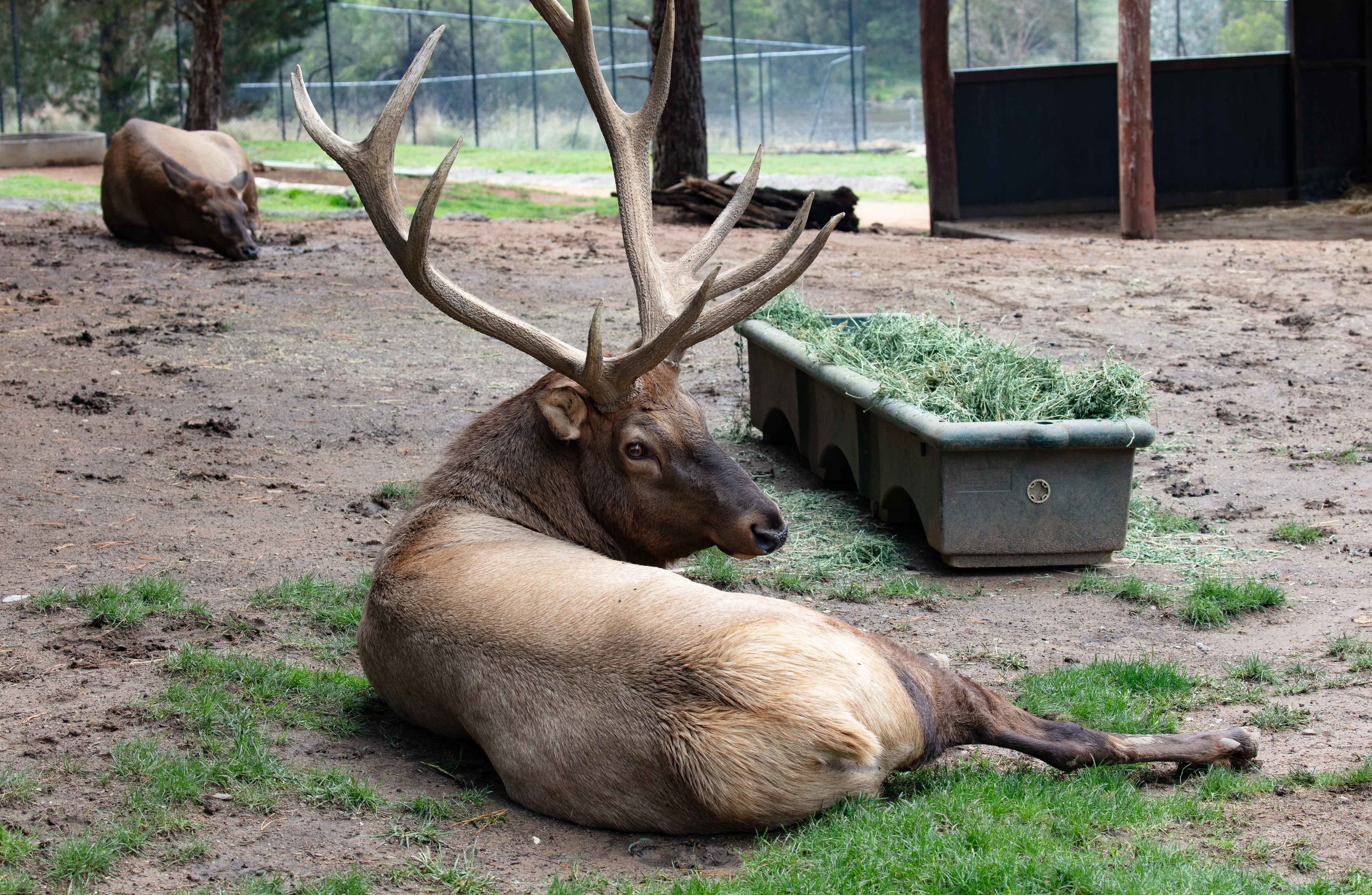 Wapiti