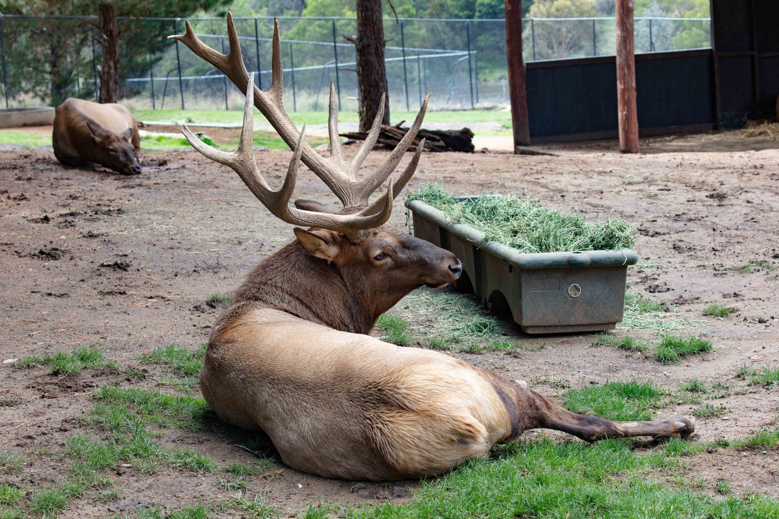 Wapiti
