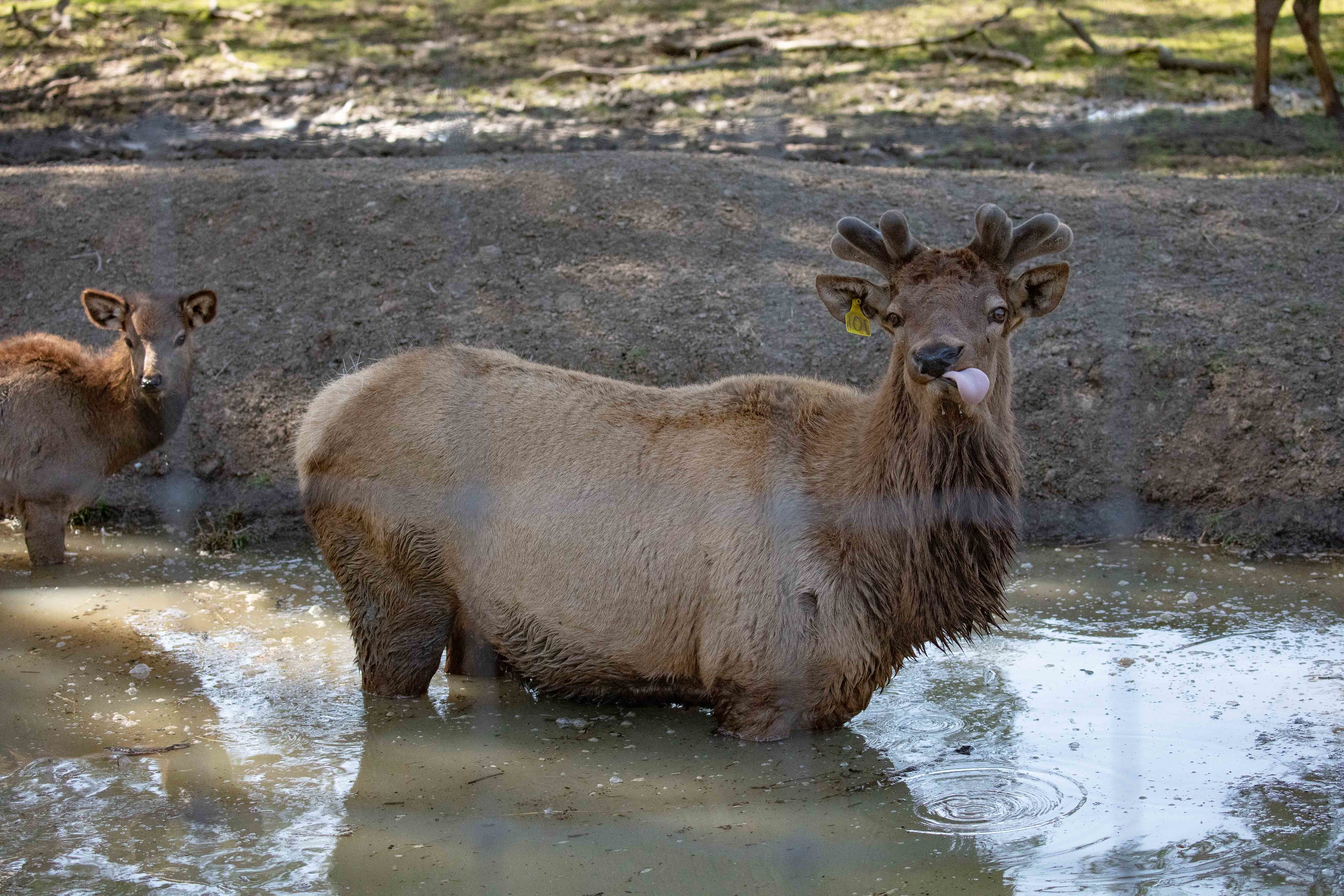 Wapiti