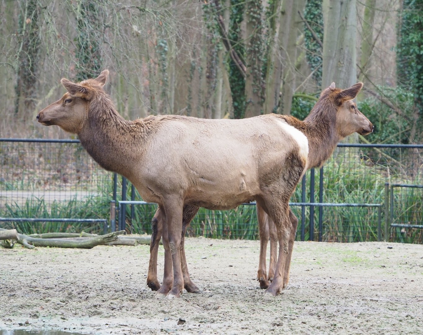 Wapitis (Cervus canadensis), 2023-02-19