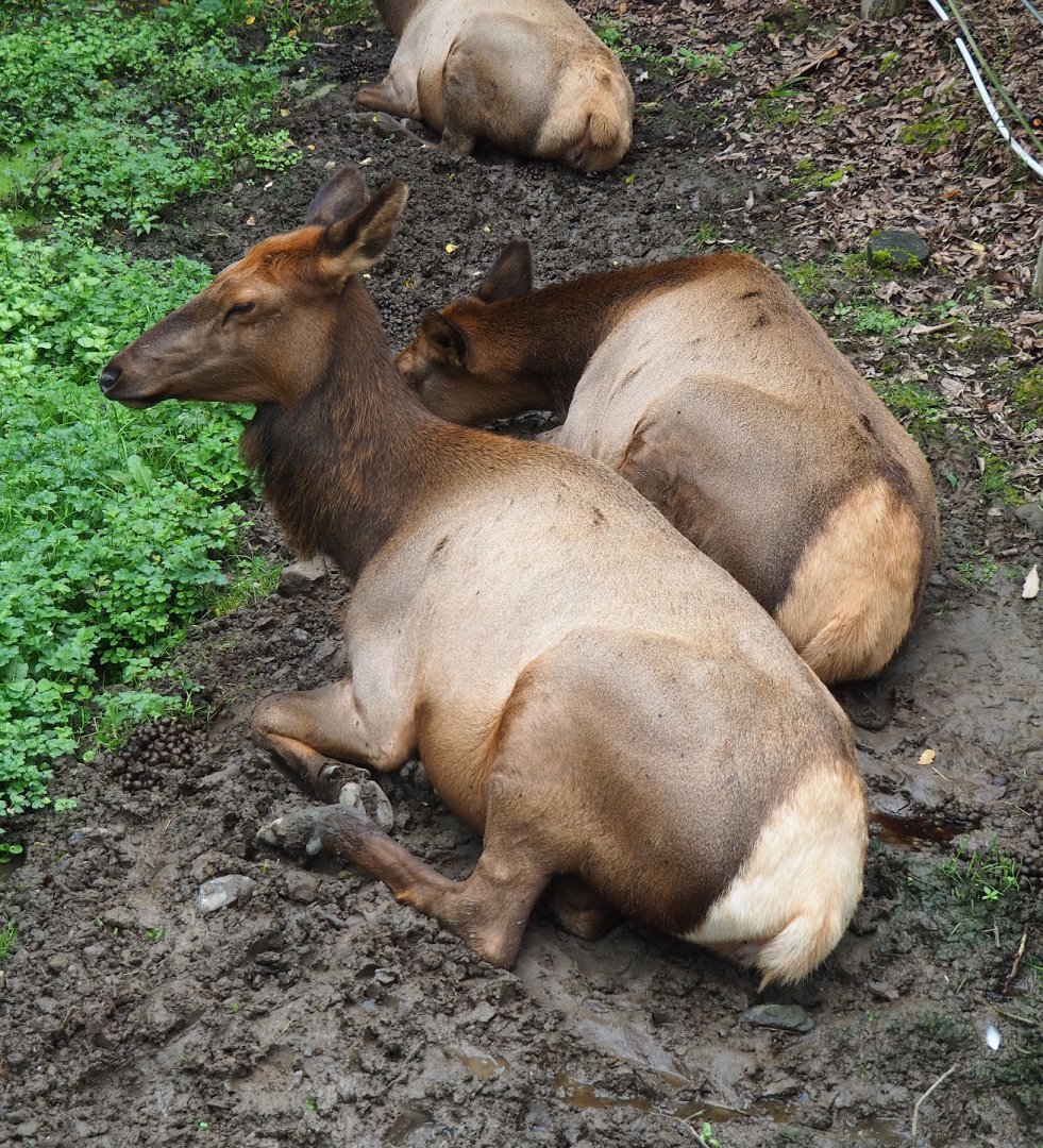 Wapitis (Cervus canadensis), 2023-10-13