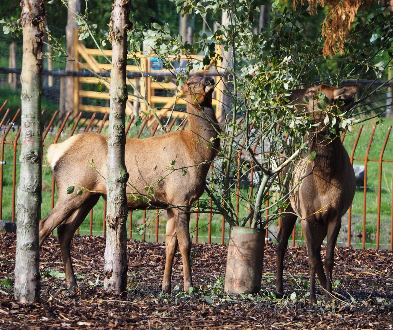 Wapitis (Non-subspecies specific Cervus canadensis) feeding on browse, 2019-10-04