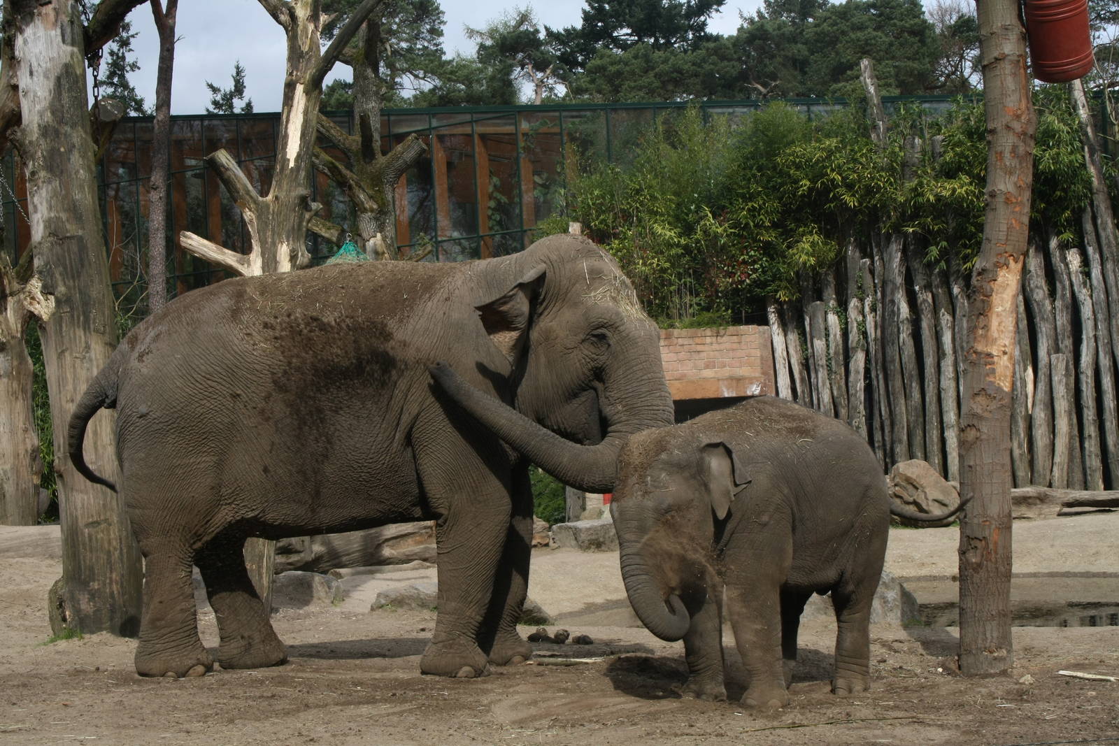 War War & Kyan - Asian Elephants