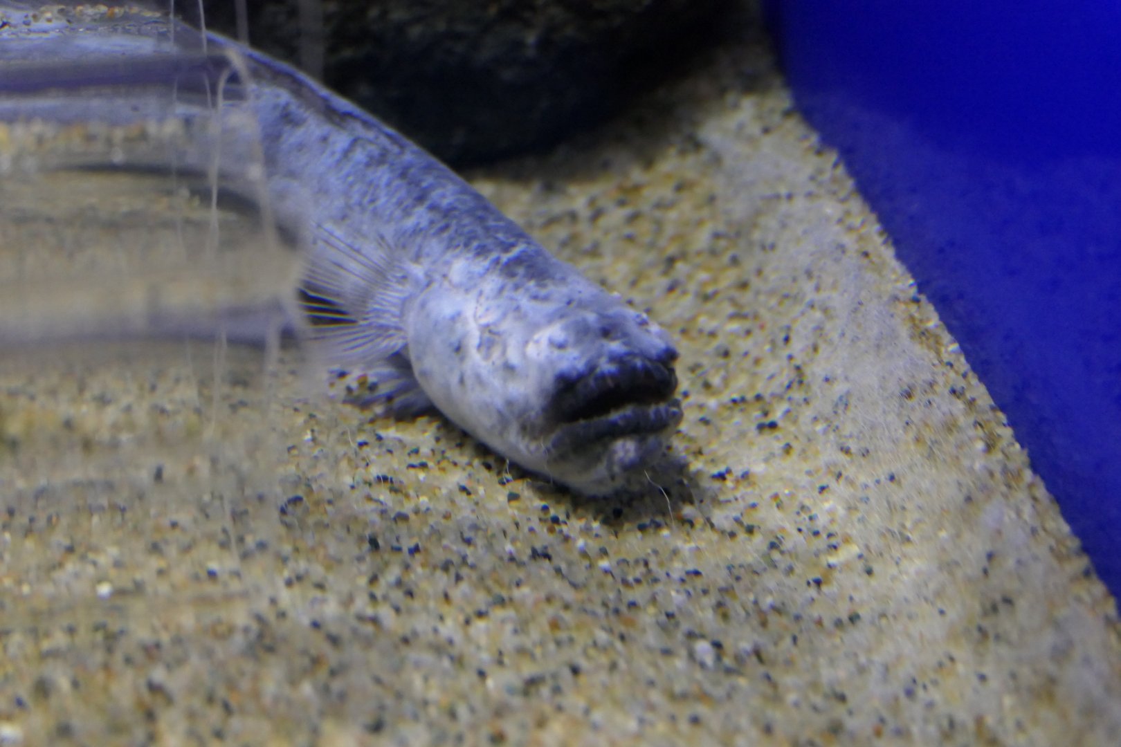 Warasubo (Odontamblyopus rubicundus)