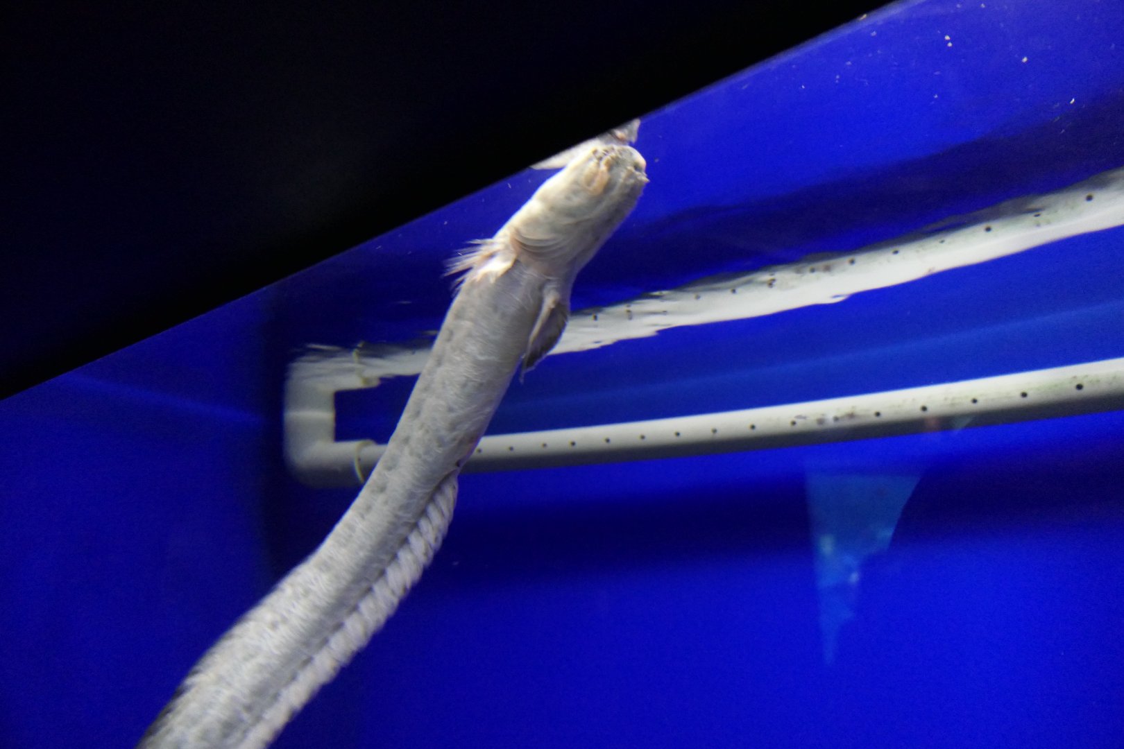 Warasubo (Odontamblyopus rubicundus)