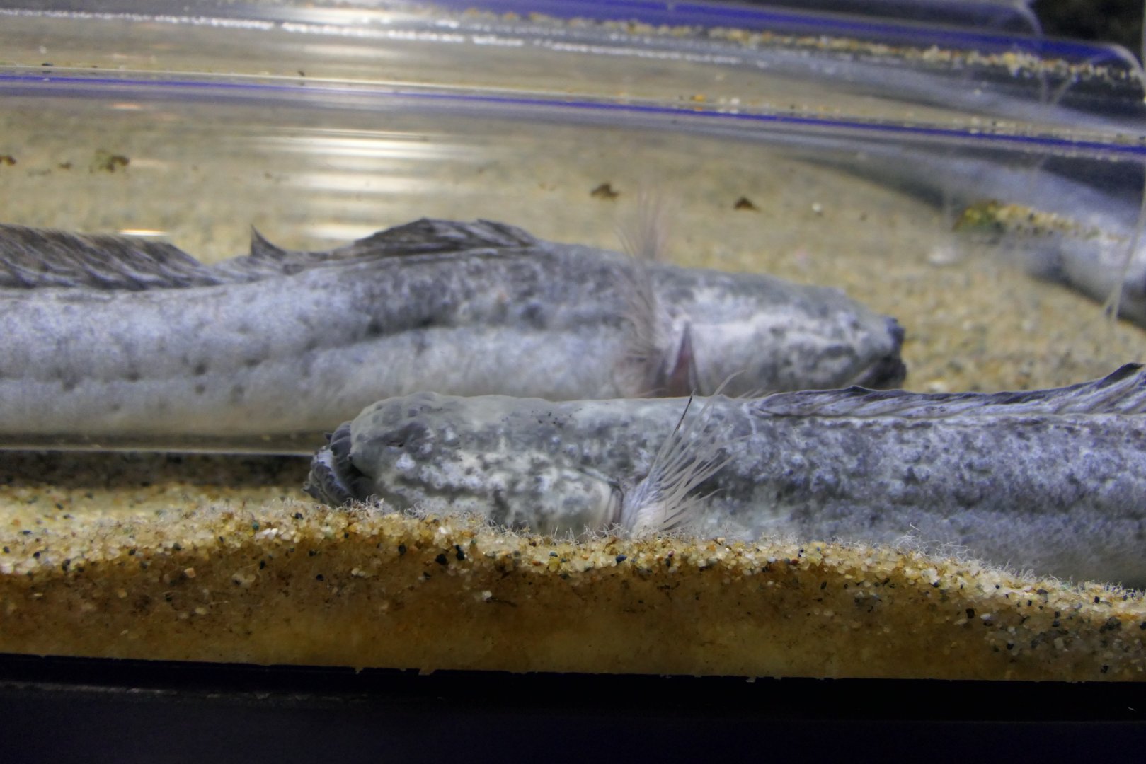 Warasubo (Odontoamblyopus rubicundus)