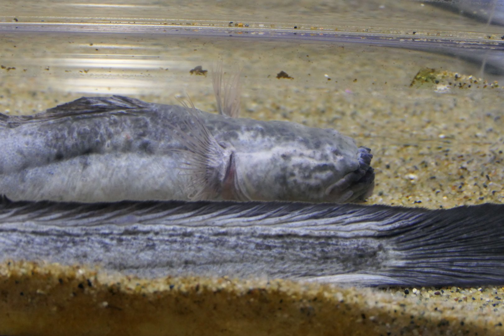 Warasubo (Odontoamblyopus rubicundus)