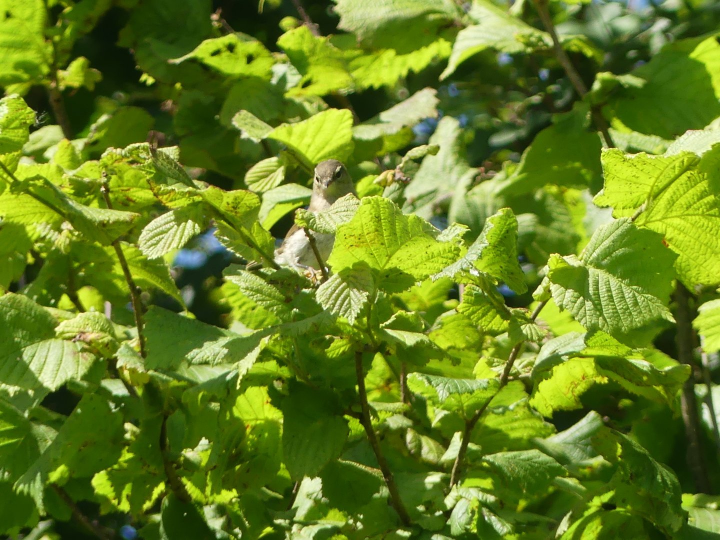 Warbler ID? - taken at RSPB Burton Mere