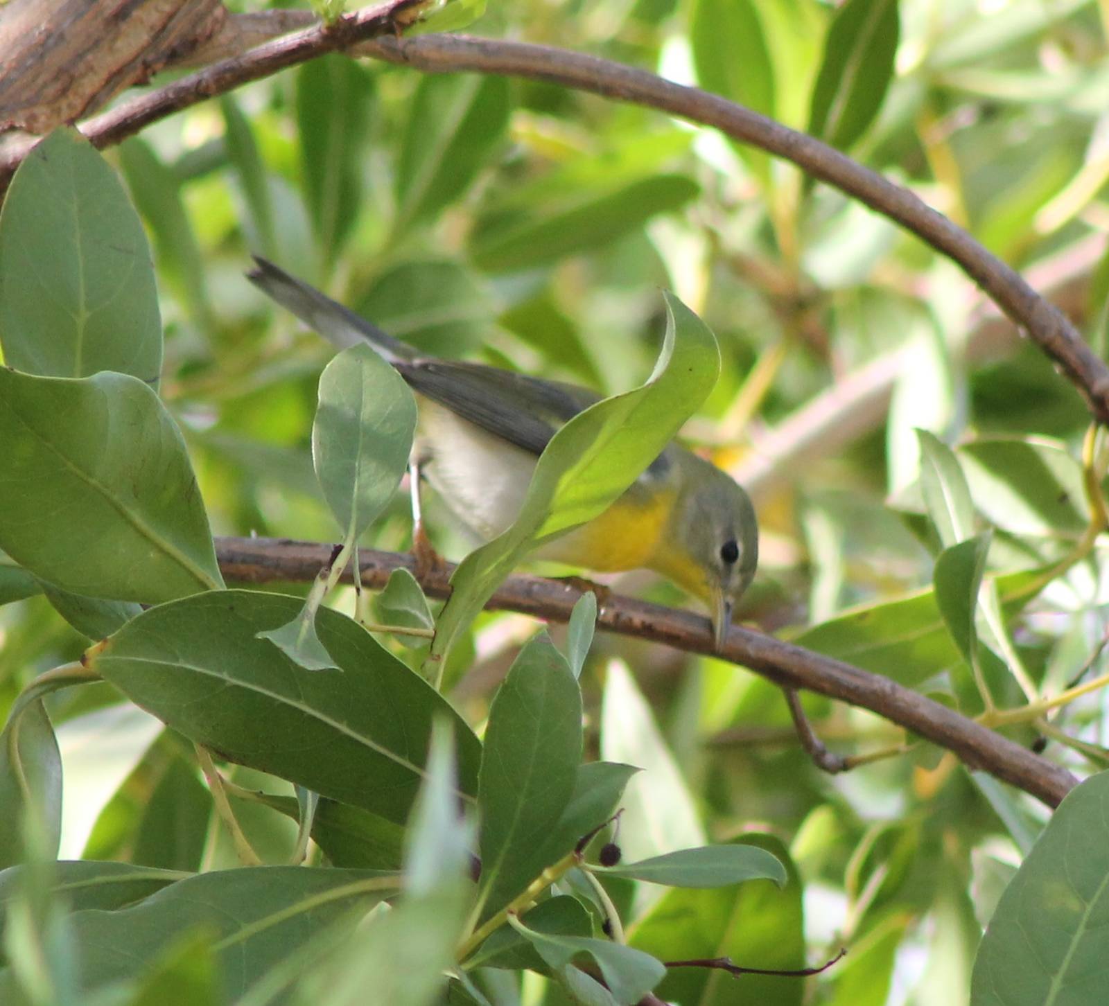 Warbler ID