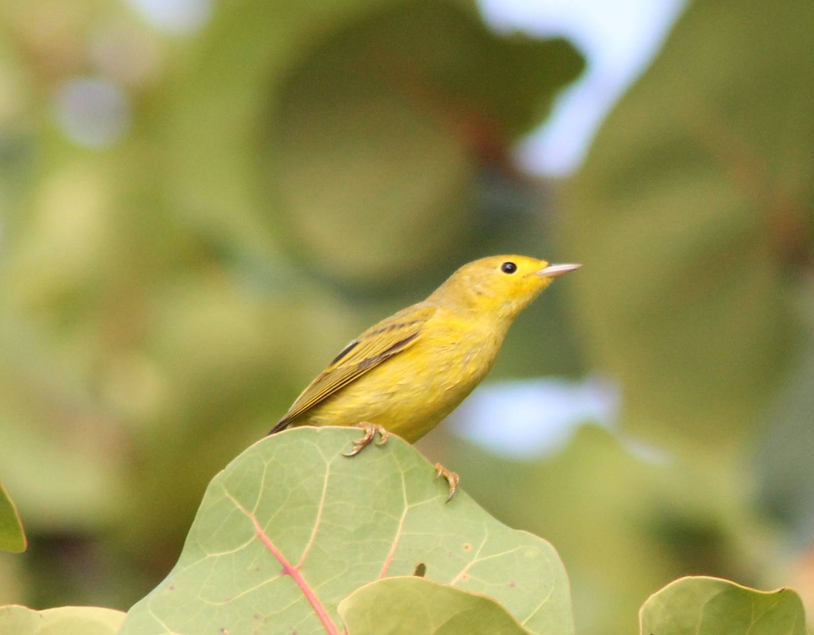 Warbler ID