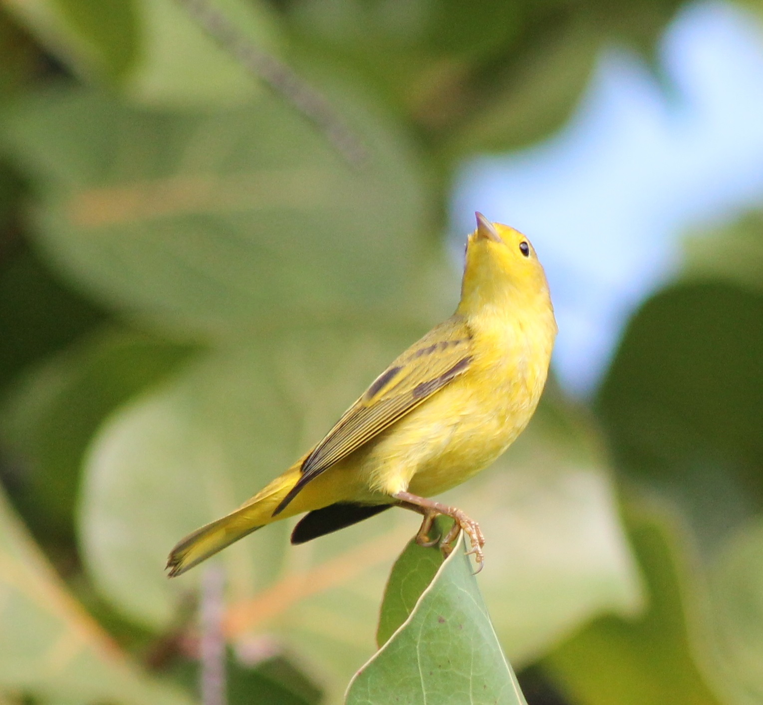 Warbler ID
