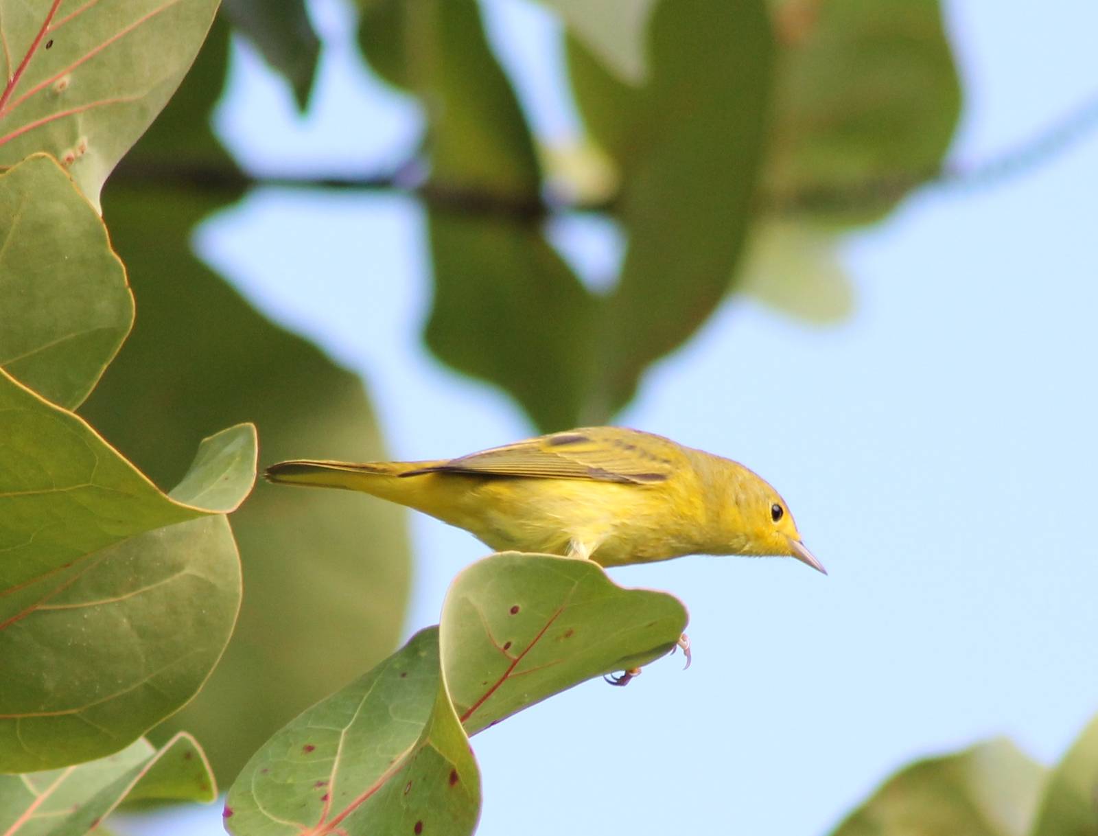 Warbler ID